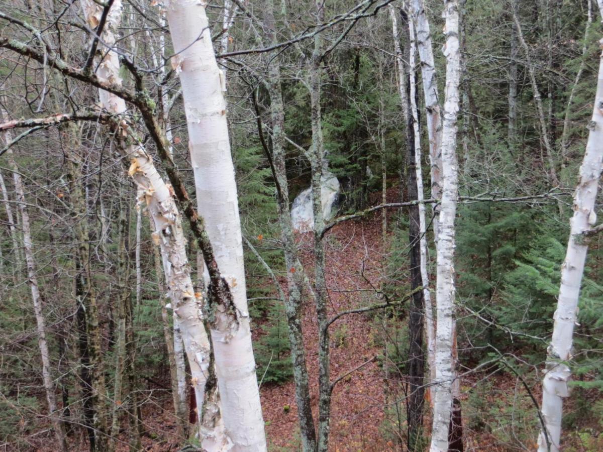 Saint Roch de Mekinac La Maison Sous Les Arbres מראה חיצוני תמונה